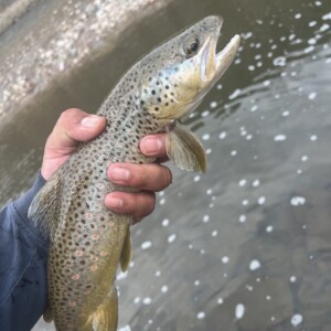 The brown trout referenced in Matt's story