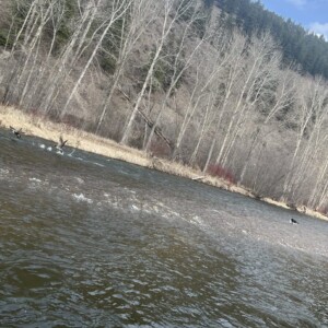 Sissy chasing geese at Valley of the Moon